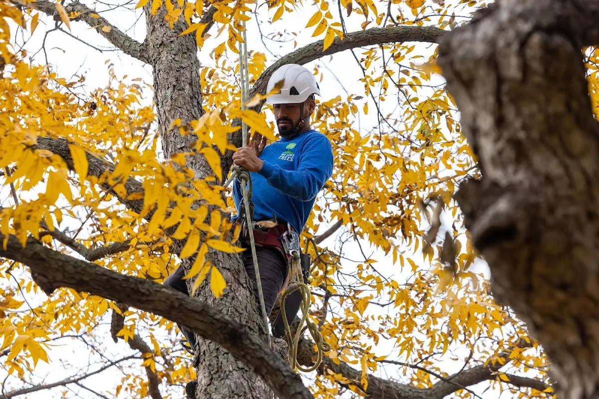 Skilled Storm Damage Cleanup crew working in Lewiston