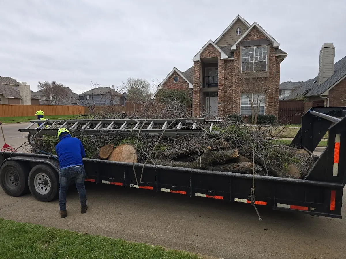 Expert Tree Pest Control with proper safety equipment in Lewiston